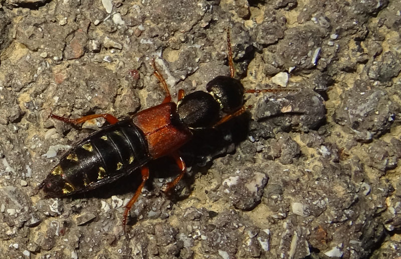 Staphylinus dimidiaticornis - Staphylinidae